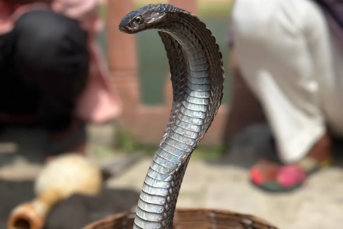 cobra snake